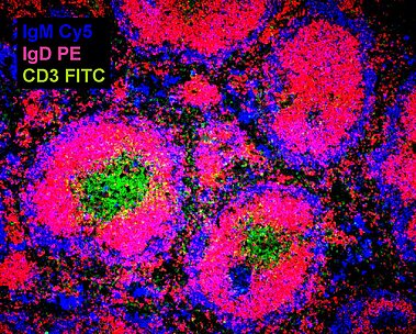 Keimzentren in der Milz Zu sehen ist eine fluoreszenzmikroskopische Aufnahme eines histologischen Präparates der murinen Milz.